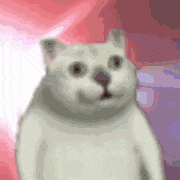 mur猫表情包火爆网络