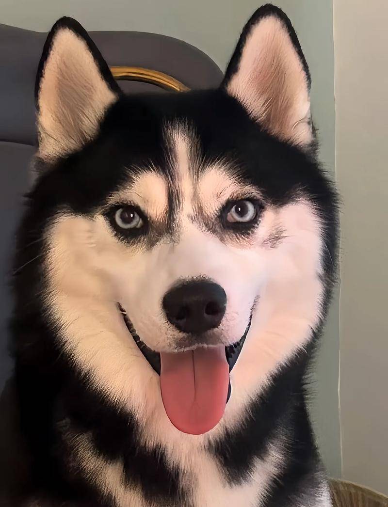 想要帮助哈士奇长肉?吃什么狗粮好?