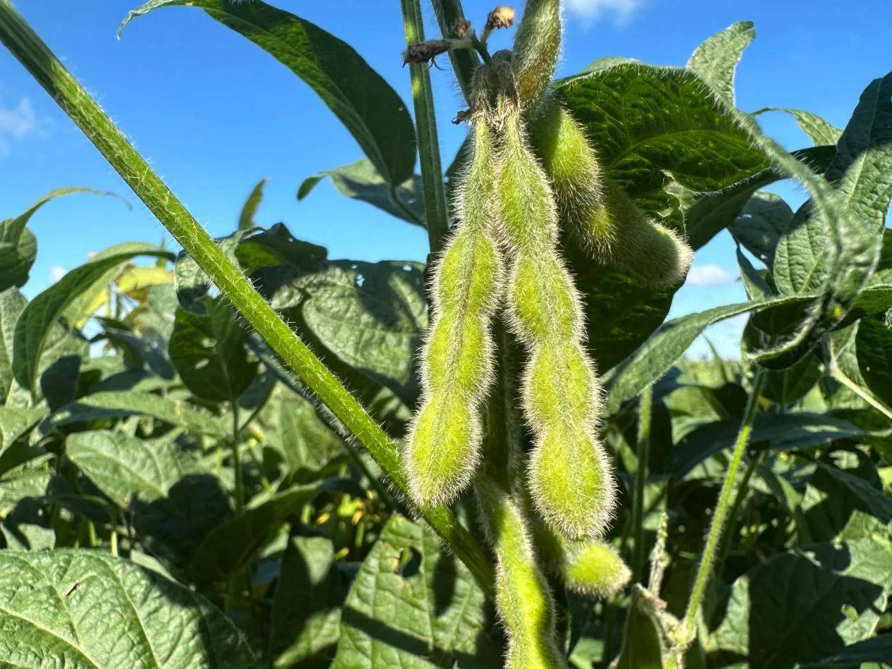 黑龙江明水县育林乡:盐碱地种出高产豆