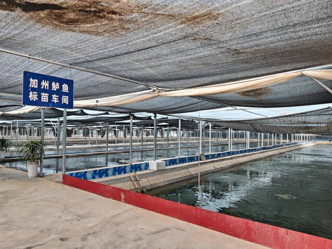 泽普县特色水产养殖迎丰收:加州鲈鱼热销 澳洲淡水龙虾自主育苗助产业