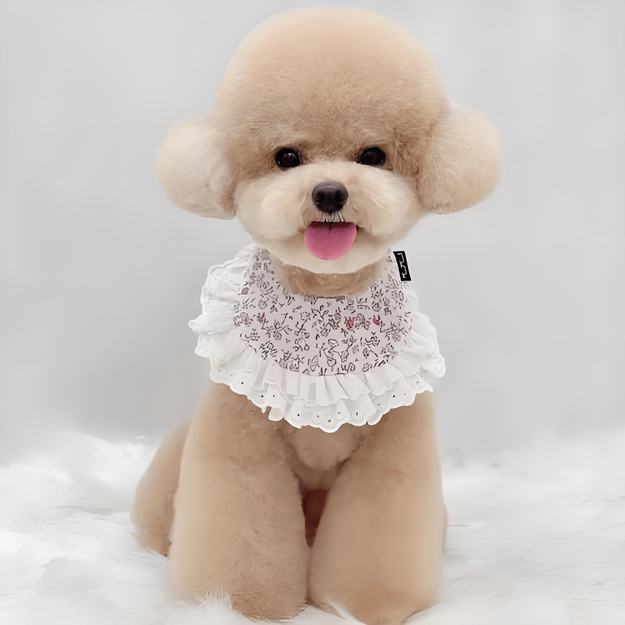 贵宾犬泪痕严重吃什么狗粮?缓解泪痕狗粮有哪些?