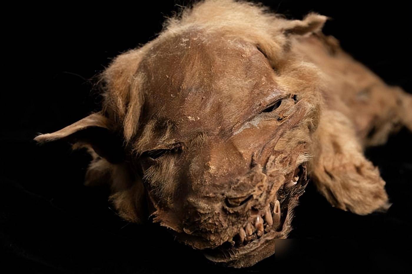 北极挖出史前生物尸体,为何人类感到不安,地球潘多拉魔盒开了?