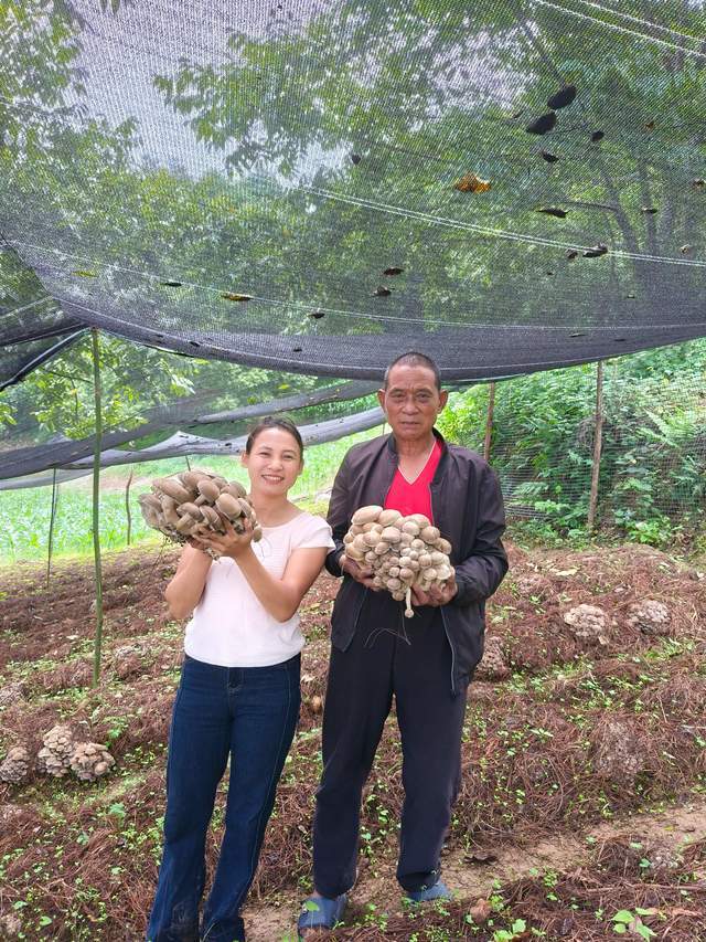 "中国新农民"系列之‖李佳洁:在怒江峡谷种出"致富菇"