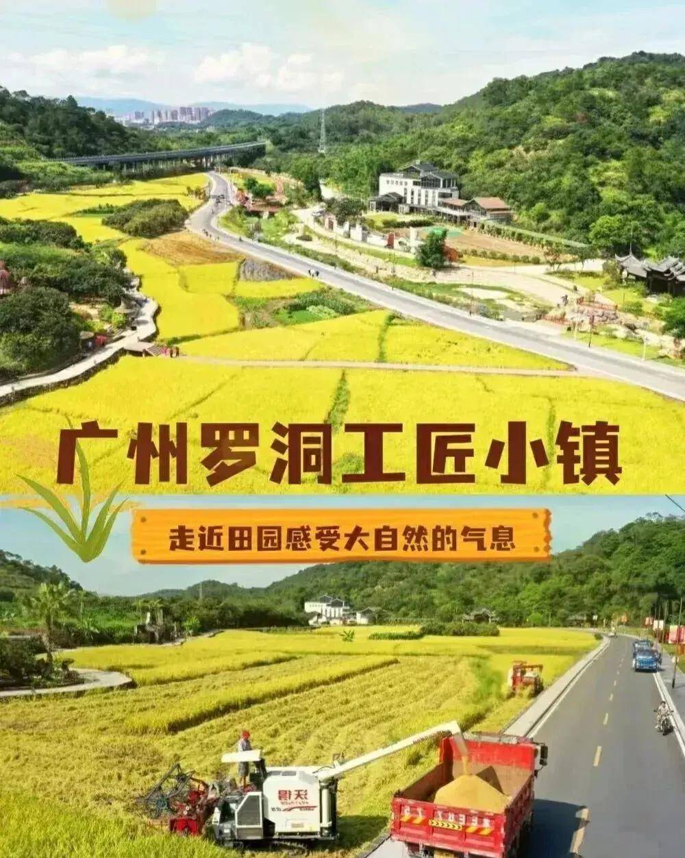 【广州三大秋色】11月15日丨上罗千亩柿子海+艾米稻香小镇+罗洞工匠小镇