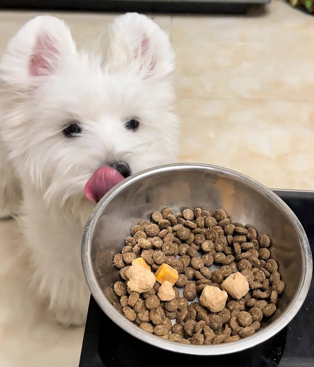 低盐的狗粮牌子有哪些