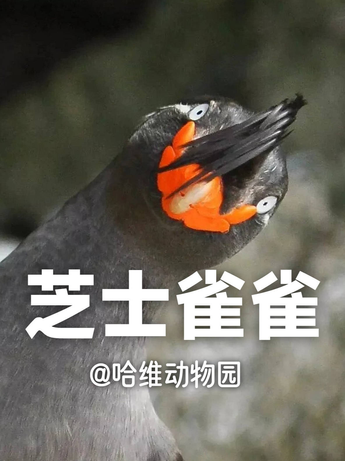有才无亿的傻鸟