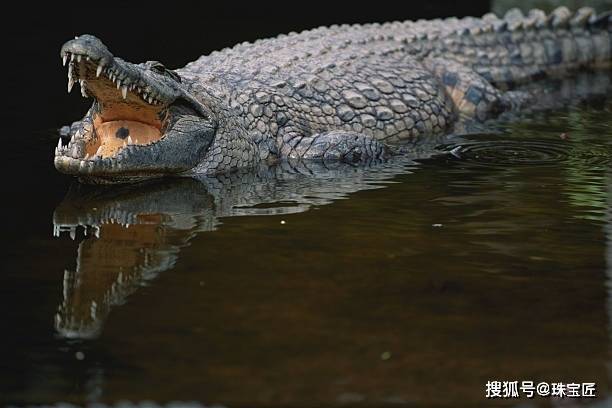 够狂野！墨西哥传奇女星带来一条活鳄鱼，只为让卡地亚做一件逼真的珠宝？