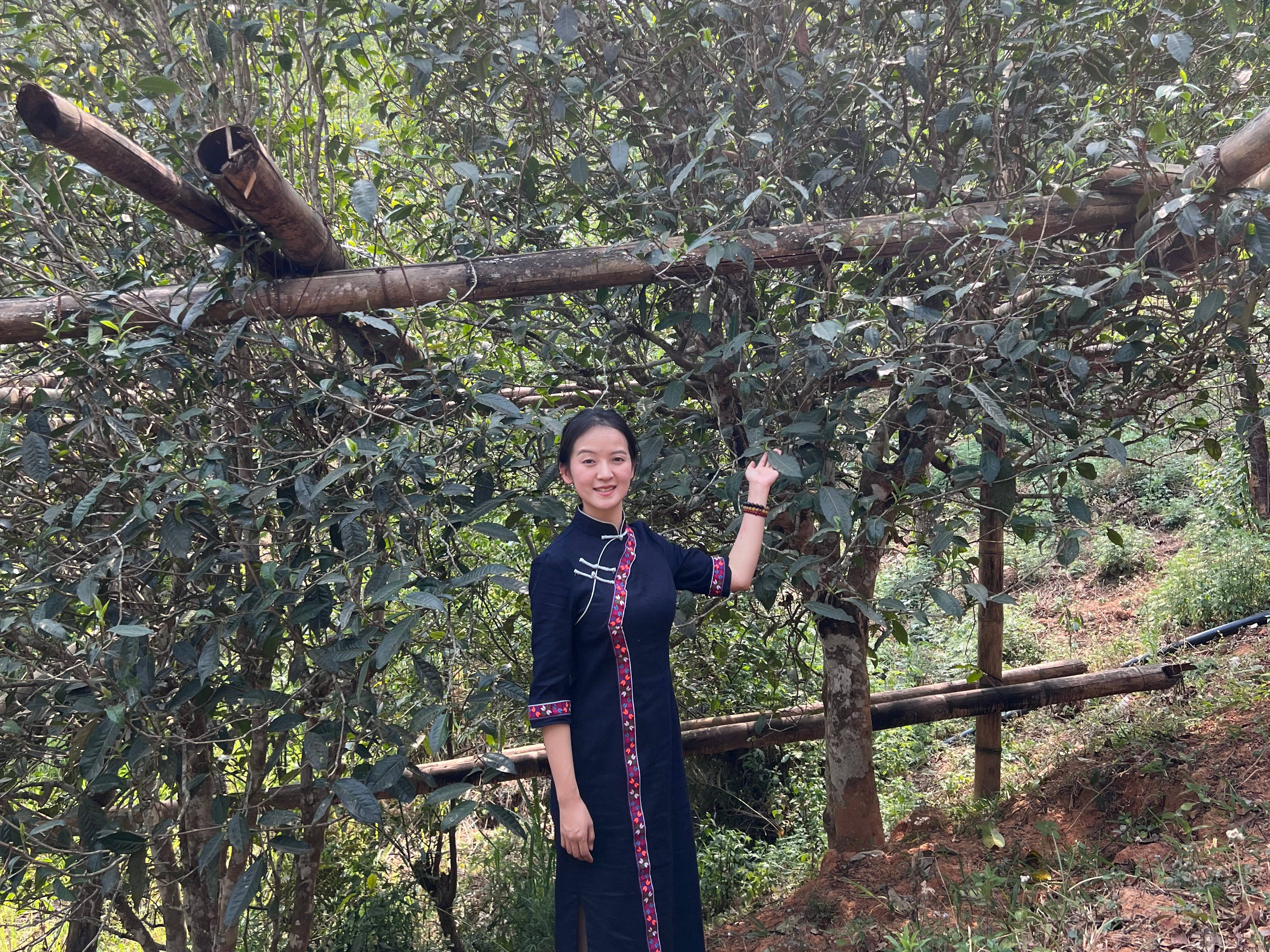 茶山小原带你了解古六大茶山之易武