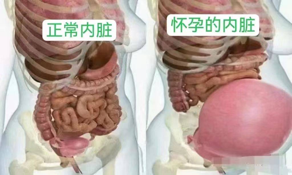怀孕后内脏被挤压会有什么症状?一文读懂