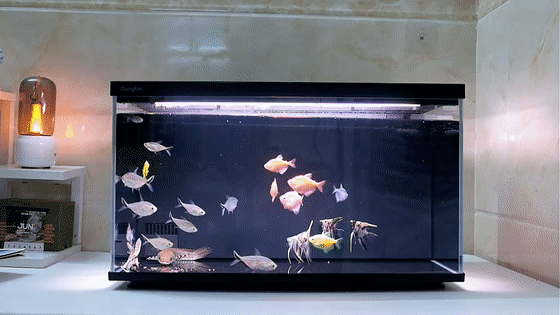 当贝智能鱼缸2S Ultra体验：真正让懒人也能养好鱼的“终点站”