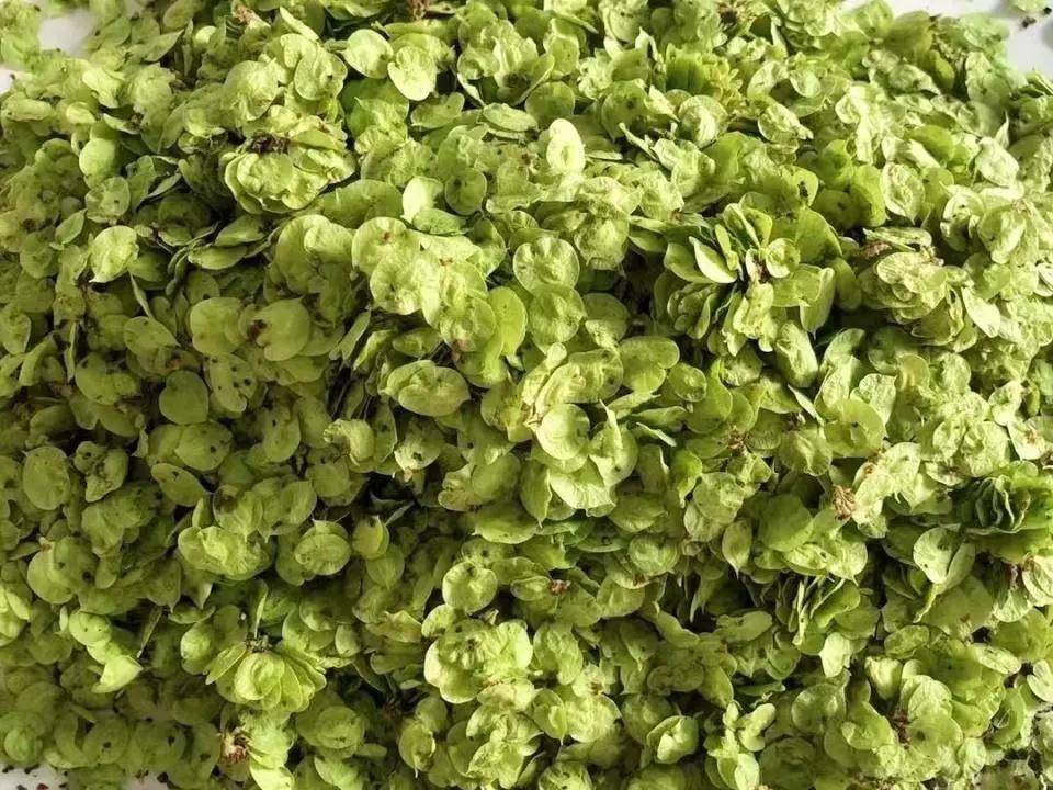 原创            唯一不含草酸的蔬菜，比韭菜更营养，清明过后抓紧吃，错过等明年