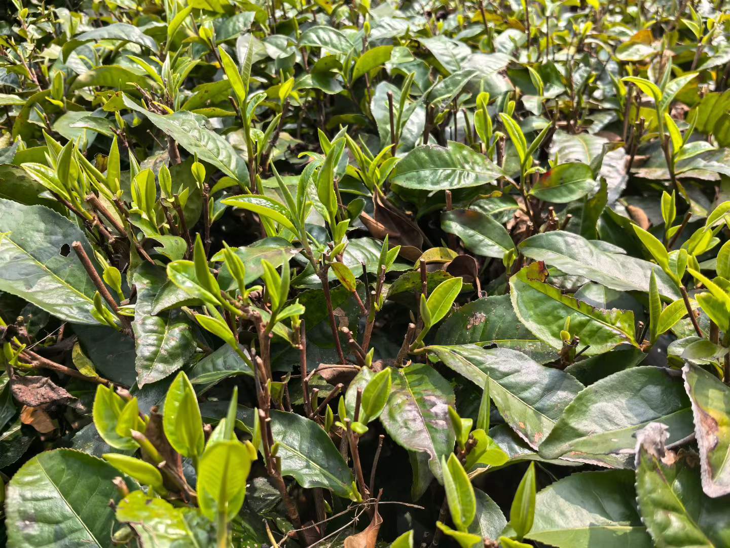 英红九号茶叶特点及饮用好处介绍