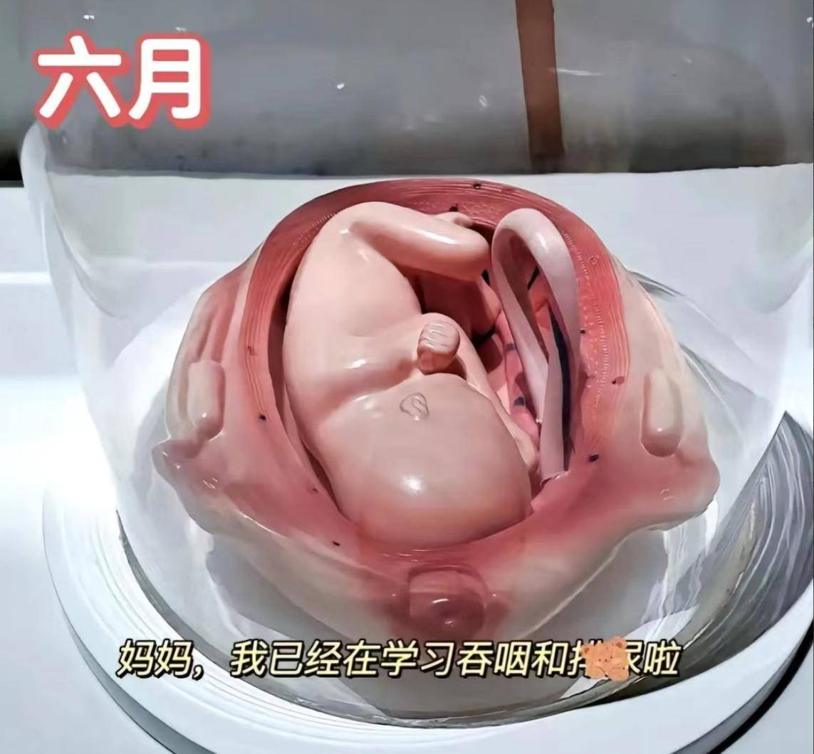 怀胎十月,胎宝如何悄悄长大？建议准爸妈收藏