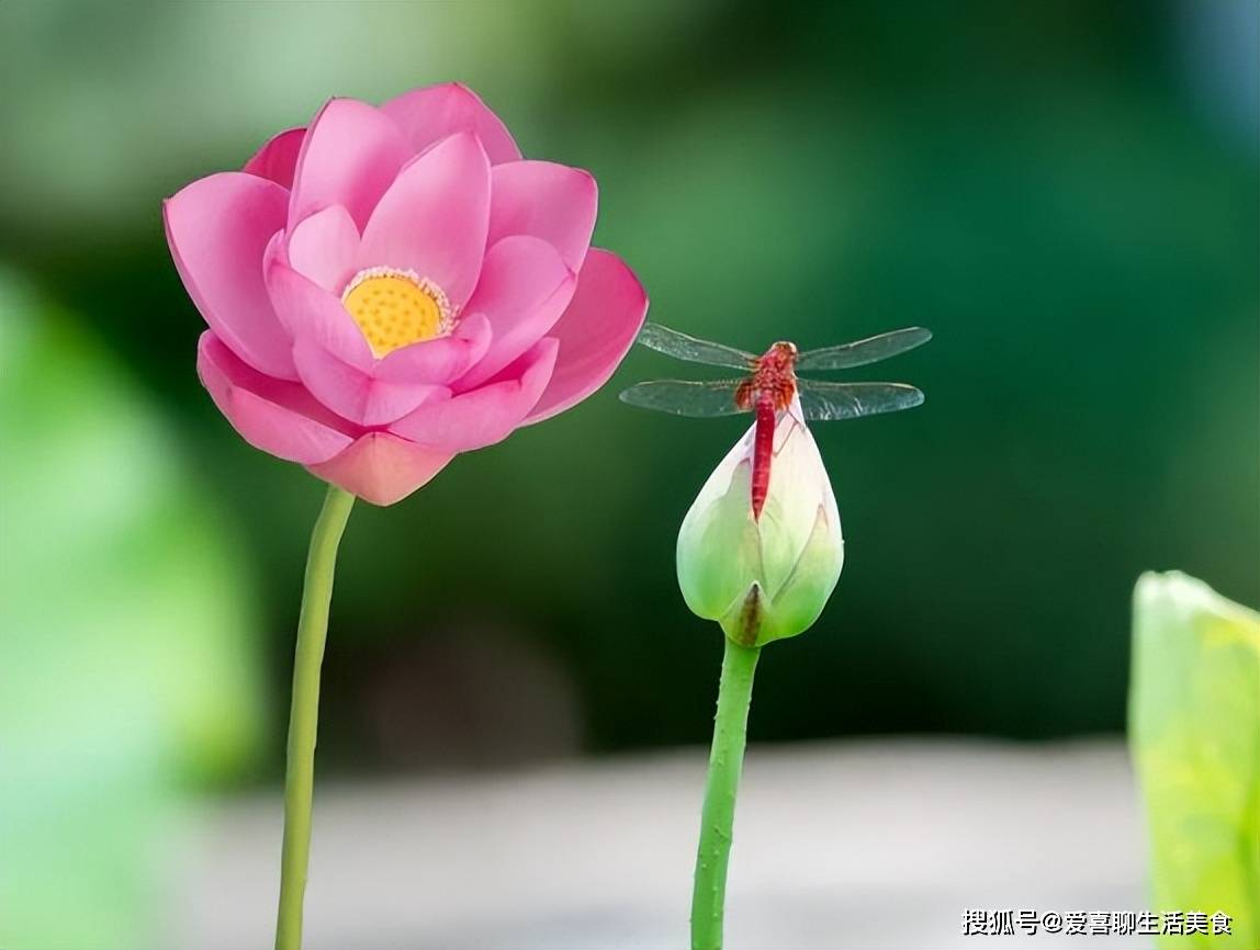 原创            夏季气温高，提醒中老年人：多吃2豆和3果，补充钾元素健康过夏天！