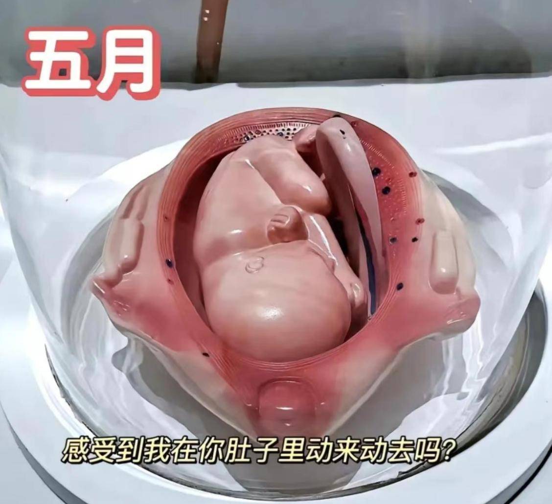 怀孕十月胎儿发育过程图,感叹生命如此神奇