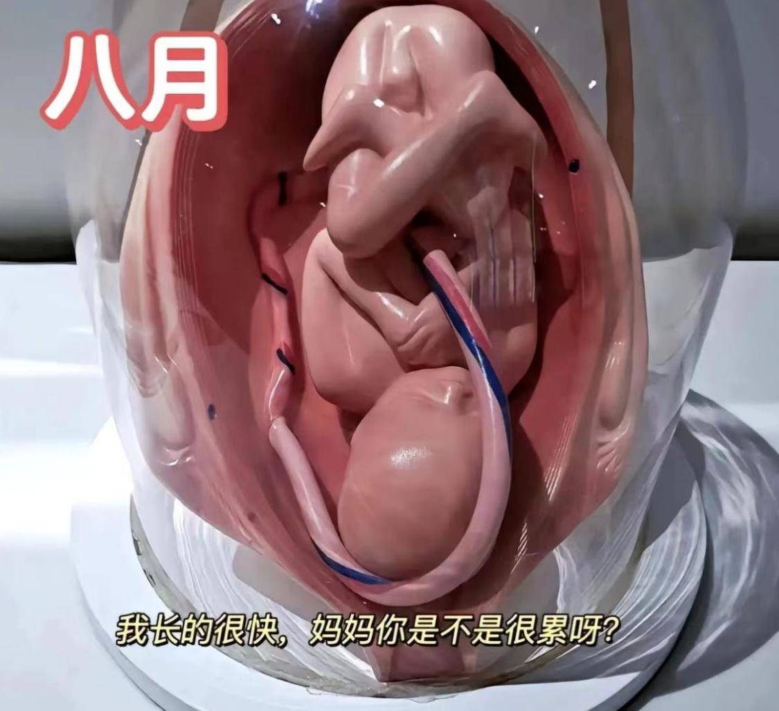 怀孕十月胎儿发育过程图,感叹生命如此神奇