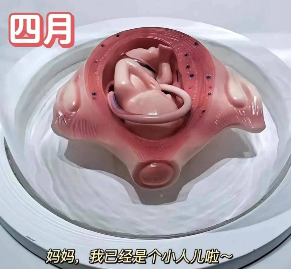 怀孕十月胎儿发育过程图,感叹生命如此神奇