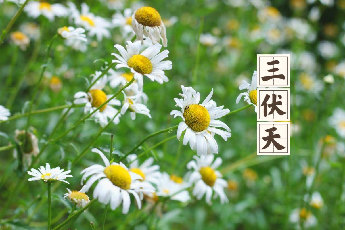 原创            三伏天快到了，宁可不吃肉，也要多吃4种“高钾菜”，腿脚有劲不疲倦，精力充沛过夏天