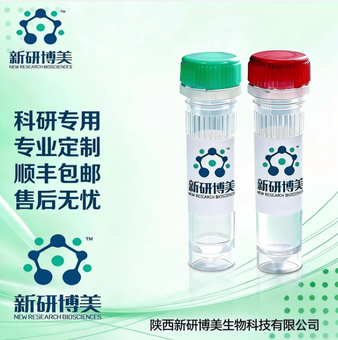 新研博美18