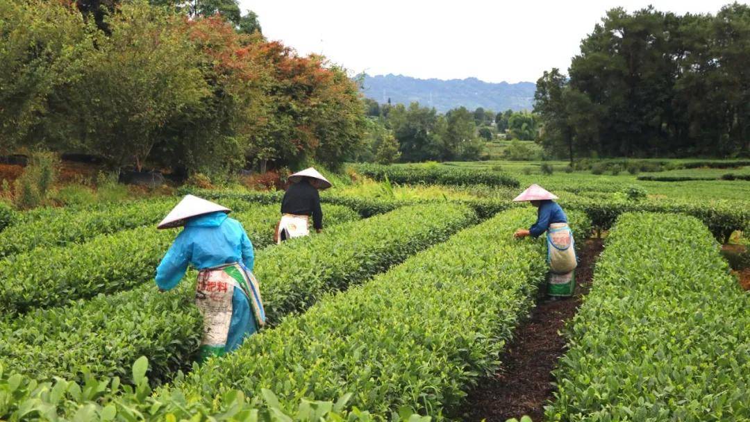 名山秋茶采摘忙 茶农增收有盼头
