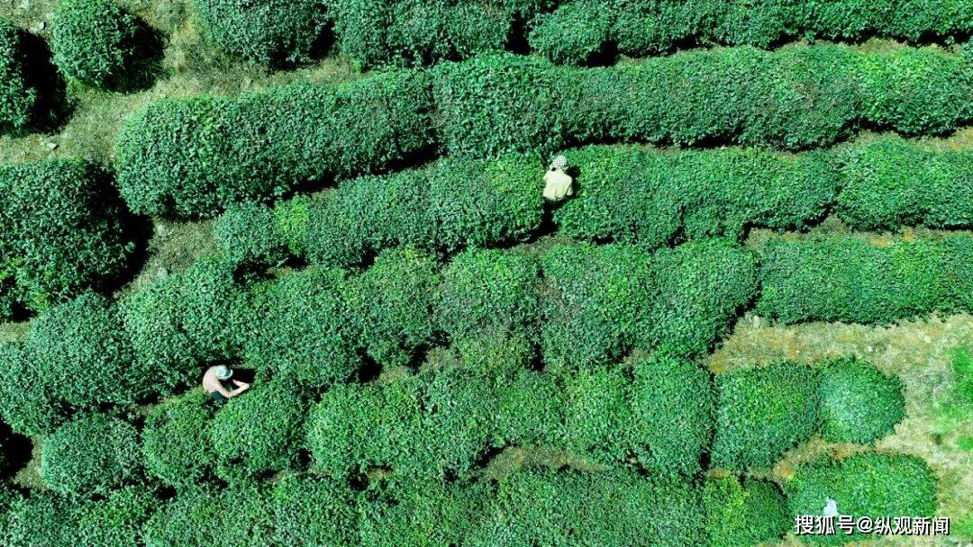 茶叶托起乡村振兴梦