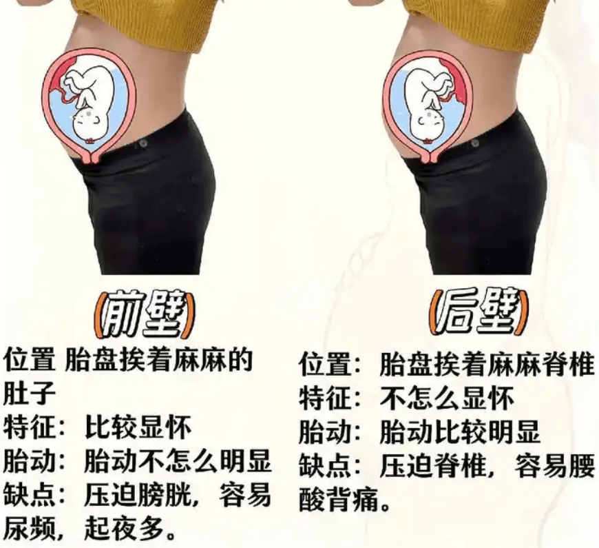 显怀和不显怀的原因？这3个因素提前了解一下