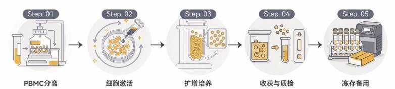 华辰生物iNKT细胞高效激活扩增试剂盒正式上市,助力通用型免疫细胞治疗(图7) 华辰生物iNKT细胞高效激活扩增试剂盒正式上市,助力通用型免疫细胞治疗(图7)
