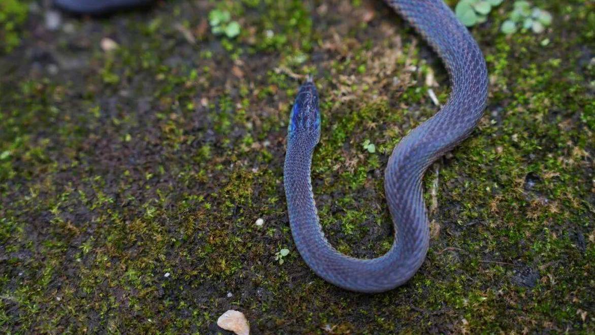 江西生物名片再现井冈山