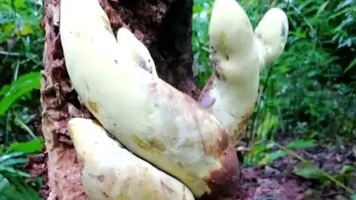 云南发现新物种霸王滇菌，是蘑菇里的"巨无霸"