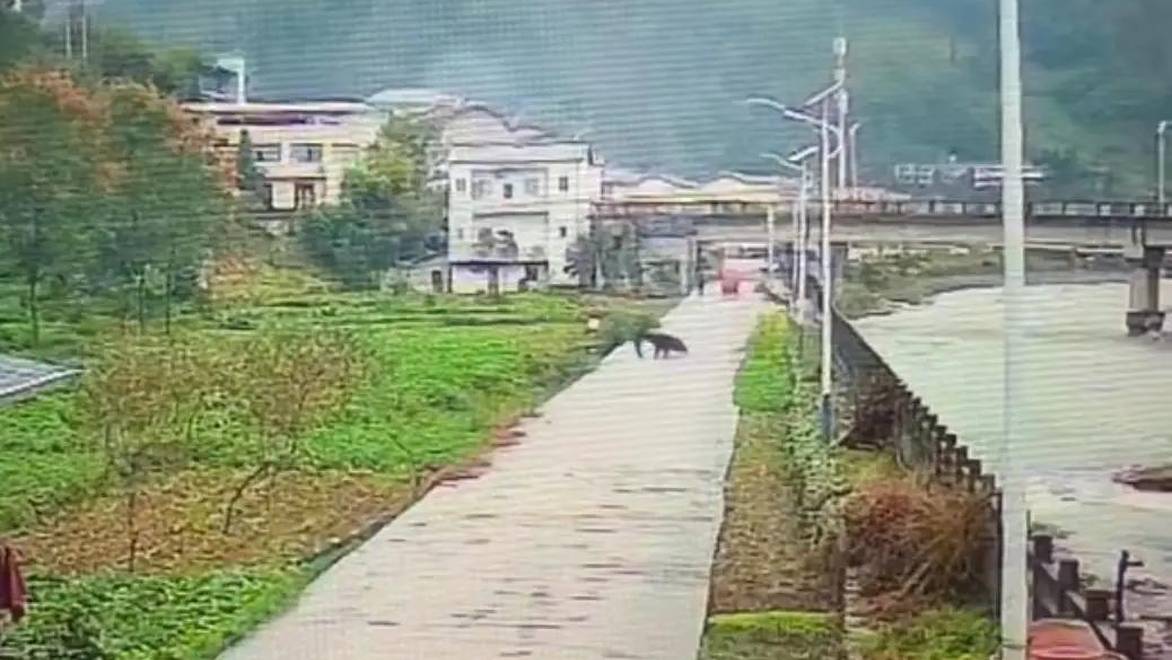 重庆巫溪官方回应“网传老人被黑熊咬伤”