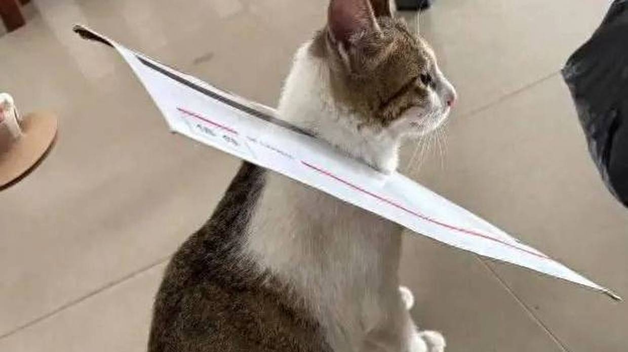 猫咪办公室巡逻，却被迫戴上“商务头套”，这是要“流放岭南”？