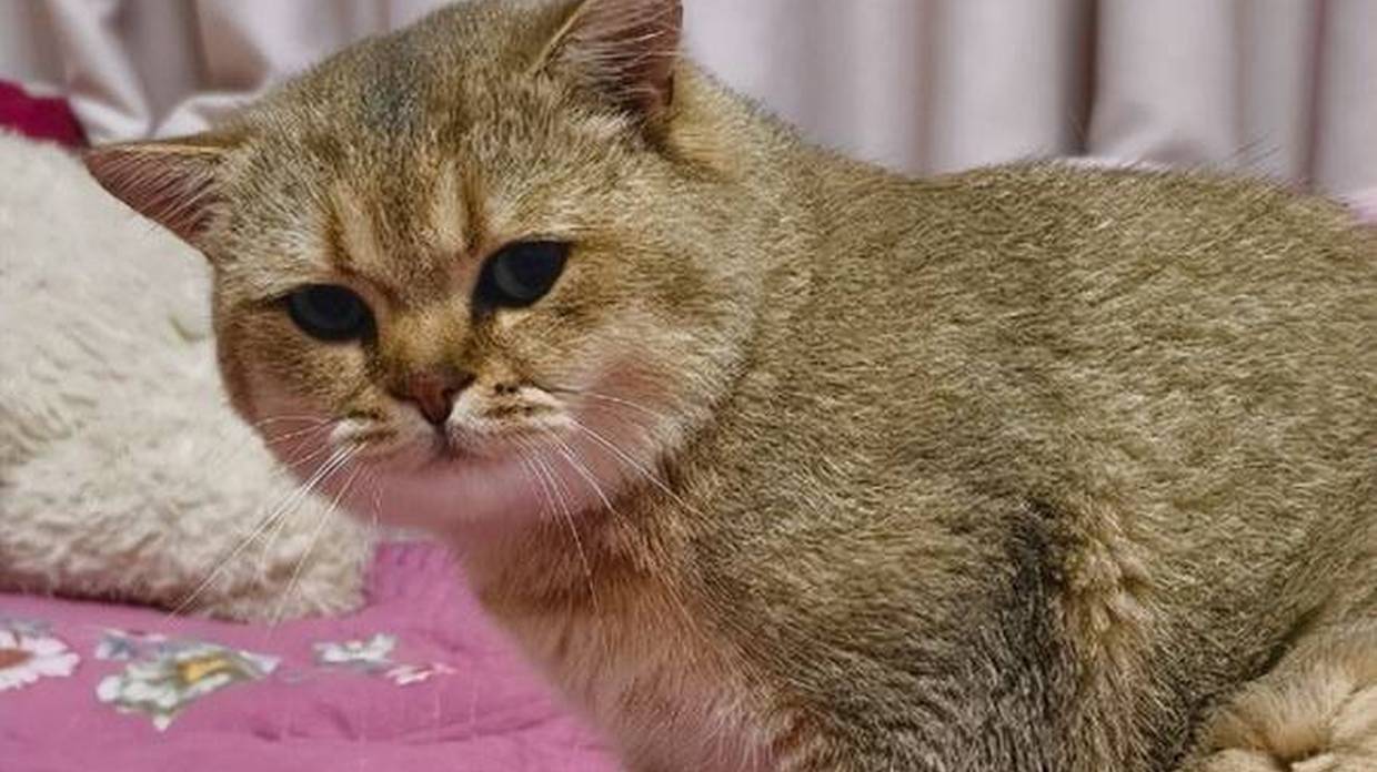 猫咪的习惯有多奇葩？吃饭前必须穿睡衣，只喝“有疙瘩”的奶！