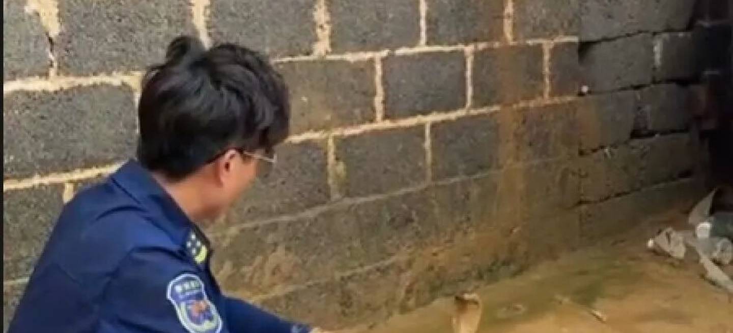 广西横州洪水过后有蛇藏在屋内，捕蛇人：抓到多条眼镜蛇，体型较大毒性大，大概率是养殖场逃出来的蛇