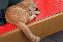 天安门站岗小橘猫“入编”故宫