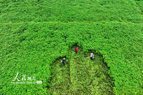 重庆：村民管护中药材