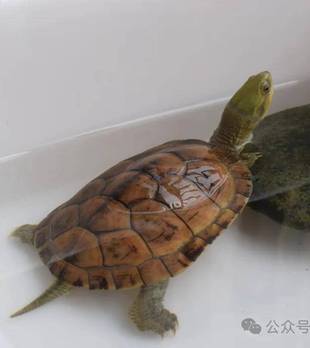 别被它们骗了！这9种龟的越狱段位，你家爱宠在青铜还是王者？