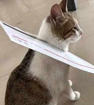猫咪办公室巡逻，却被迫戴上“商务头套”，这是要“流放岭南”？