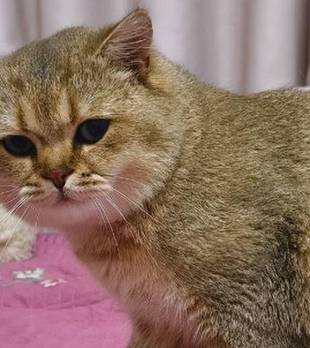 猫咪的习惯有多奇葩？吃饭前必须穿睡衣，只喝“有疙瘩”的奶！