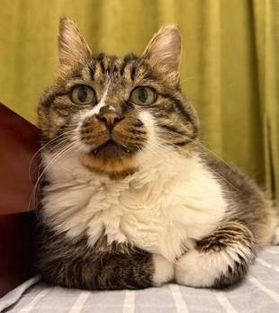 昂贵角蛙神秘失踪，猫咪成首要怀疑对象，最后发现：小丑竟是自己