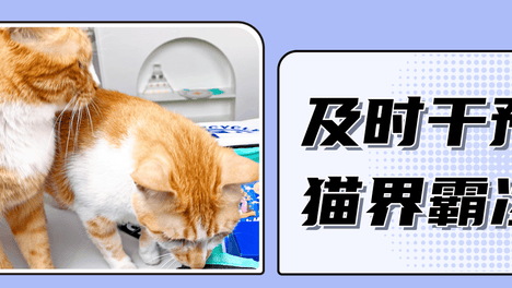 发现猫咪被霸凌怎么办？立刻做这7件事！
