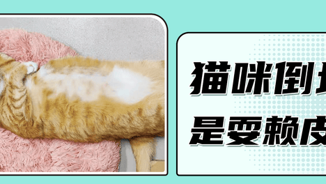 为什么猫咪一见到人，就立刻倒地上？
