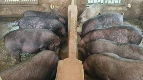 为什么不需要担心饲料型浮萍品种（高蛋白与高淀粉株）重金属的问题？