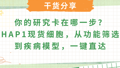 HAP1基因编辑细胞模型：单倍体优势赋能与精准疾病模型平台