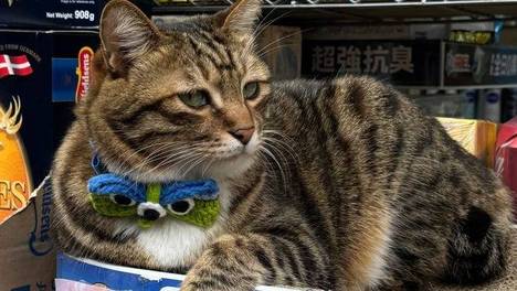 流浪猫每天蹲守便利店，老板许诺看店就收养，它立马上班迎客