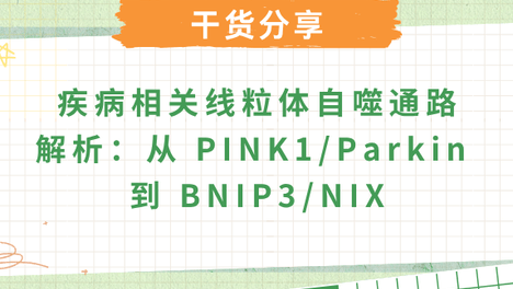 疾病中的线粒体自噬机制：PINK1/Parkin 与 BNIP3/NIX 通路