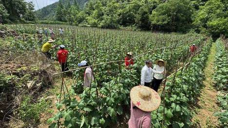 南漳县张家坪村：党建赋能兴产业