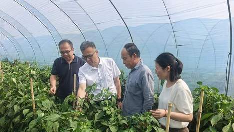 从“土里刨食”到“科技生金”——福建省农科院亚热所为辣椒产业装上“绿色芯片”