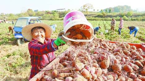 小红薯，何以长成48亿元大产业？