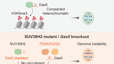 同济大学生命科学与技术学院高绍荣/康岚/张艳平团队揭示lncRNA Gas5在SUV39H2染色质占位及基因组稳定性维持中的关键作用，成果发表于《蛋白细胞》