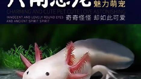 蝾螈可以长多大？揭秘这种小动物的惊人身长！